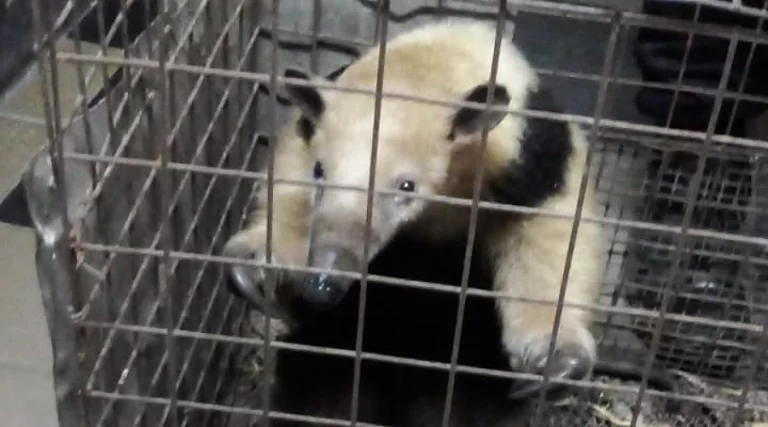 Rescataron un oso melero en Helvecia