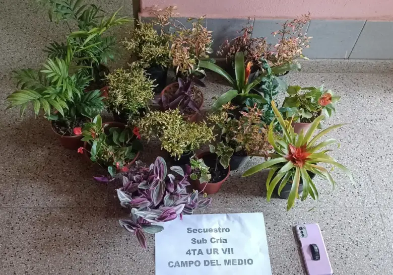Plantas recuperadas en Campo del medio