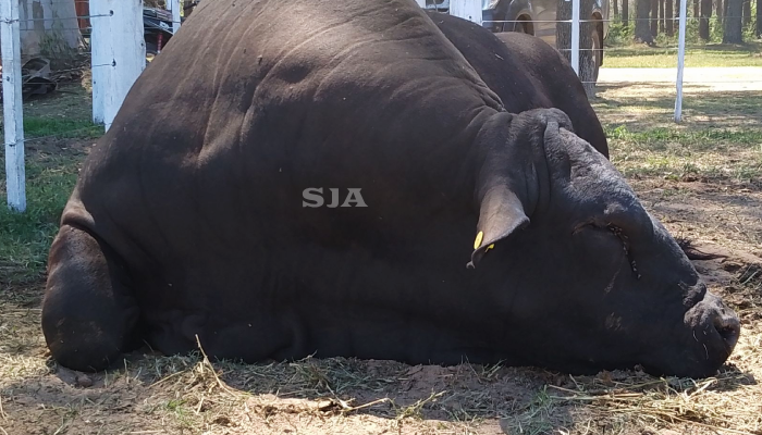 ANIMALES AFECTADOS POR CRECIENTE