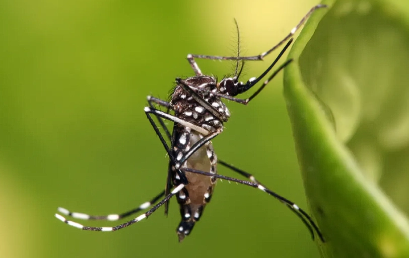 Mutación en mosquitos transmisores del dengue generan resistencia a insecticidas
