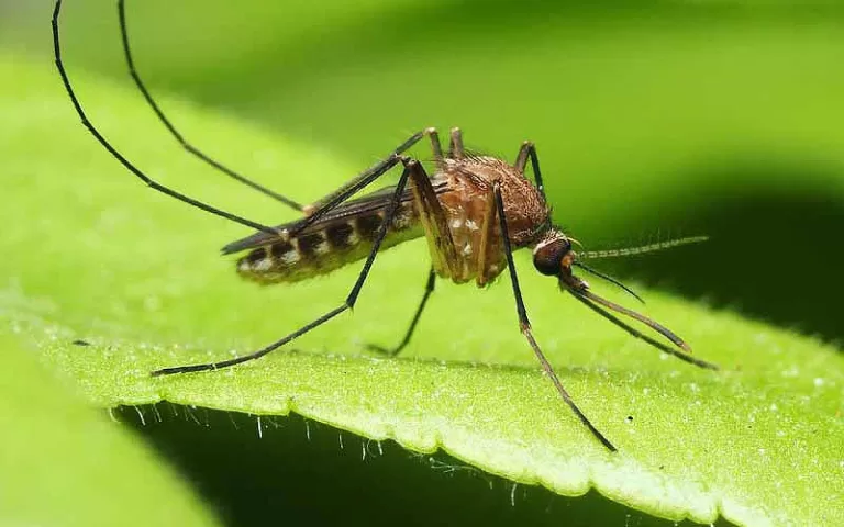 MOSQUITOS