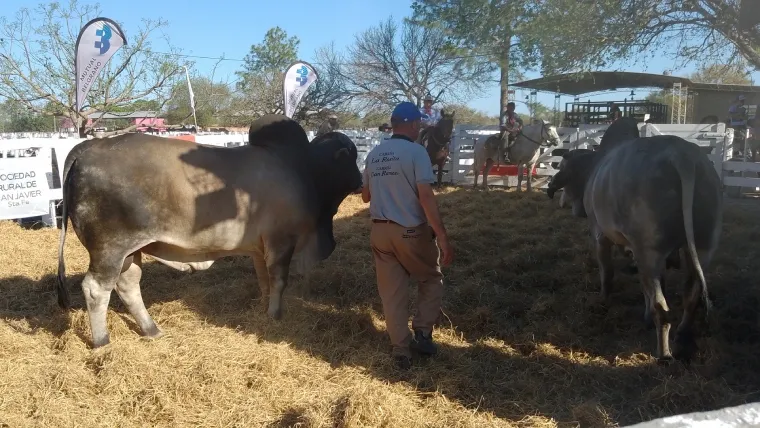 Auspicioso remate de reproductores en la Sociedad Rural de San Javier