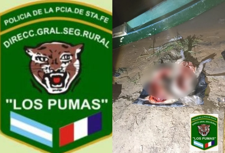 LOS PUMAS CARPINCOS