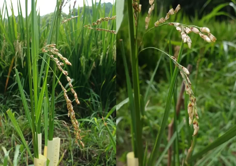 Destacan avances en el mejoramiento genético del arroz en Santa Fe