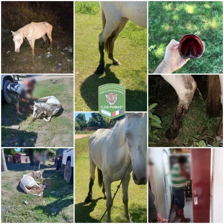 las cañas - Maltrato animal