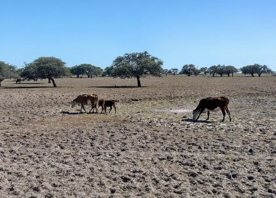 San Javier: Emergencia Agropecuaria y líneas de financiamiento San Javier: Emergencia Agropecuaria y líneas de financiamiento