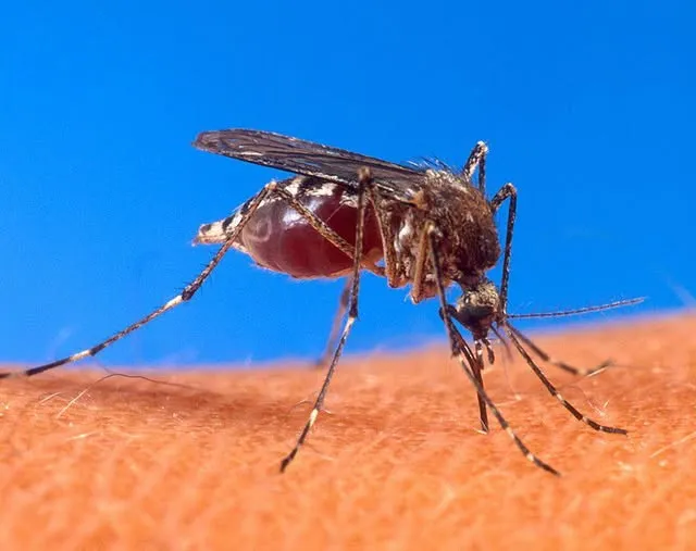 Dengue y Leptospirosis: Estudio de la UNL revela la realidad en el Gran Santa Fe