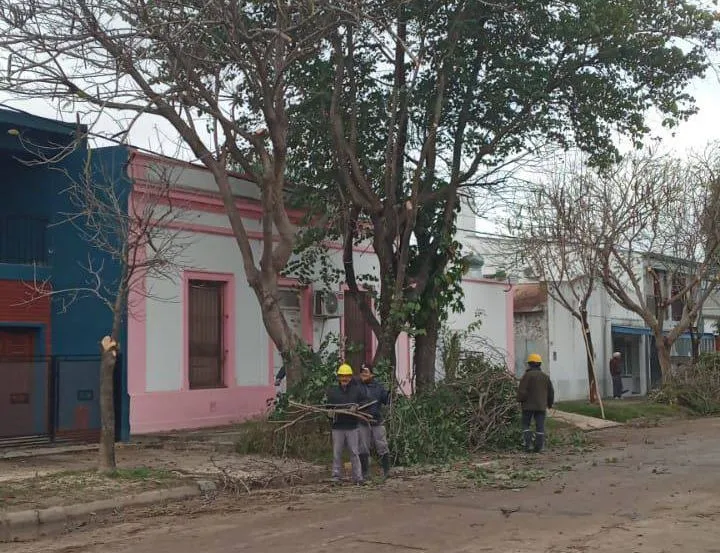 continua-la-poda-de-arboles-en-san-javier