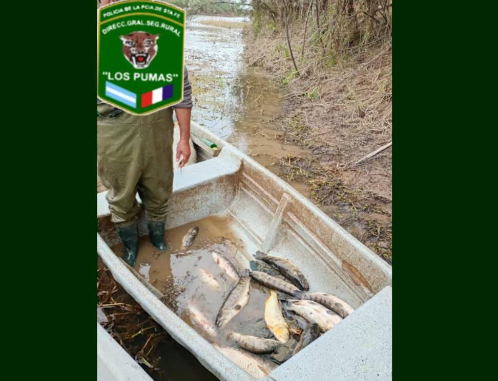 los-pumas-decomisaron-peces-fuera-de-medida-en-arroyo-leyes