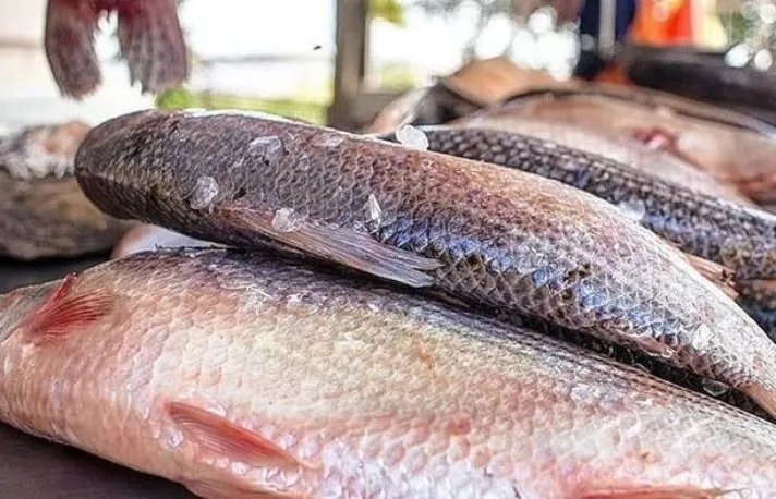 alarma-en-el-parana-la-bajante-y-la-sobrepesca-amenazan-al-sabalo