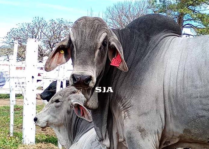 Abigeato Sociedad Rural de San Javier