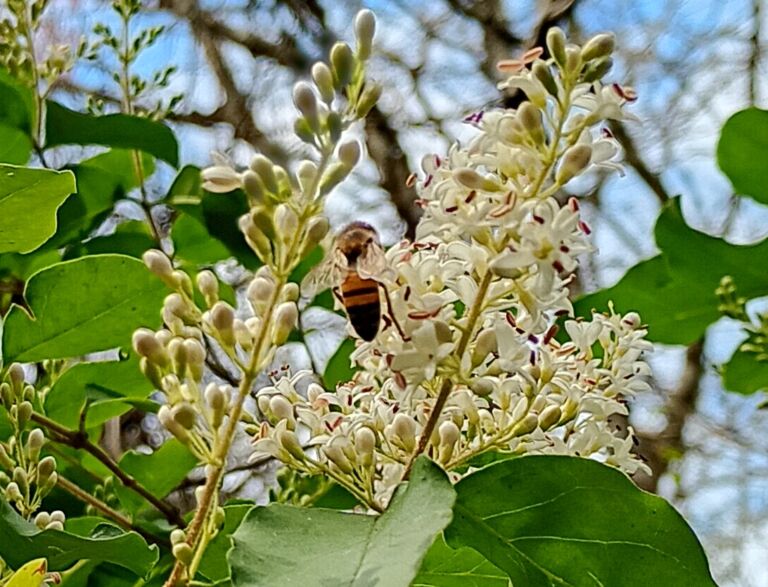 Abeja Vivero Municipal San Javier