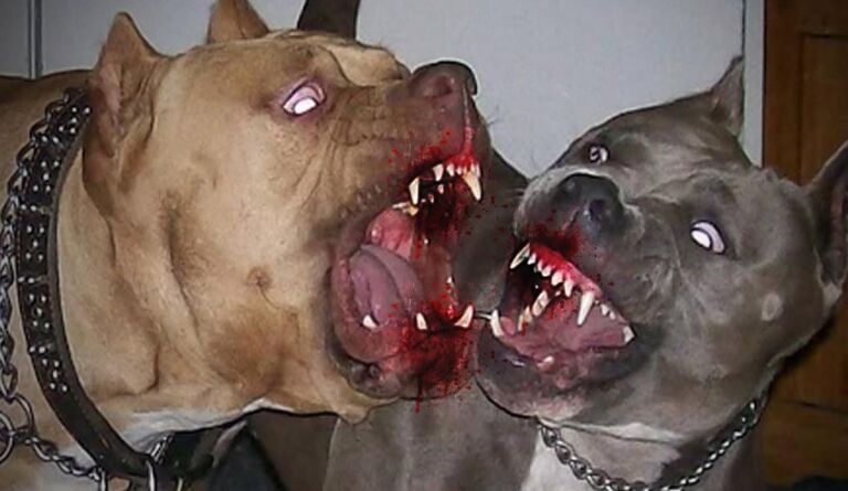 Dos perros Pitbull